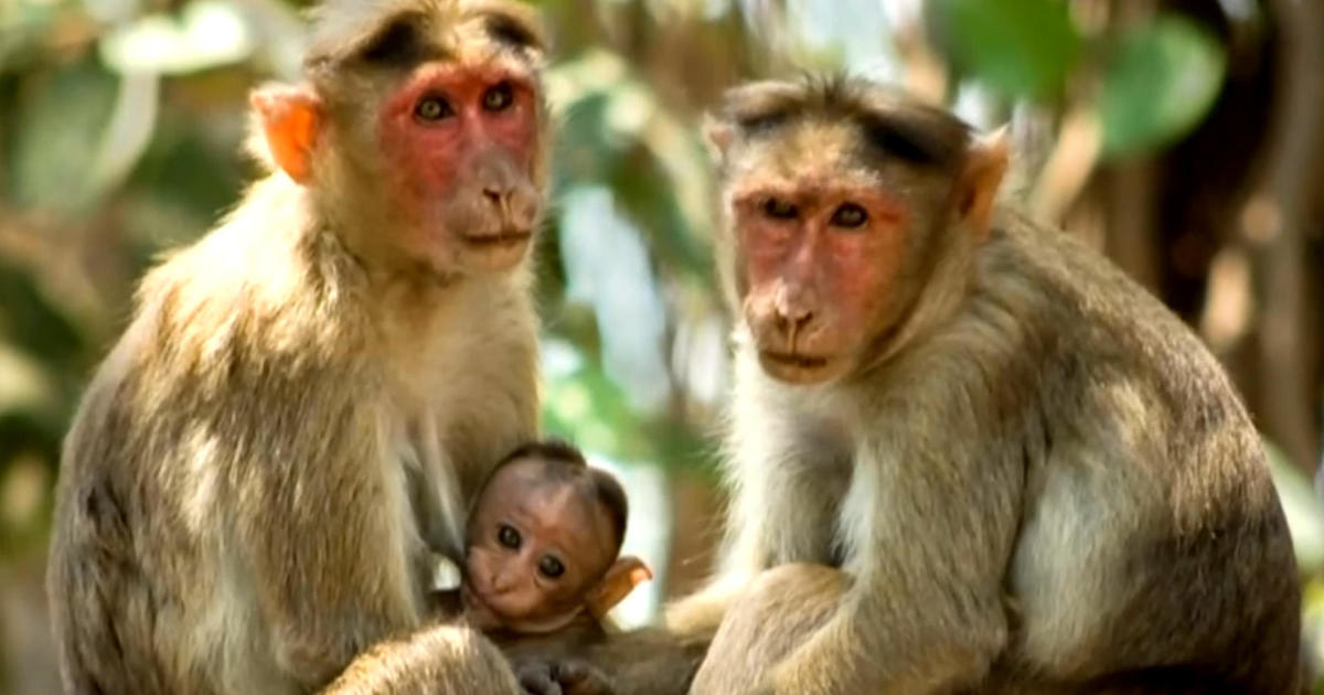 43 monkeys escape South Carolina research facility