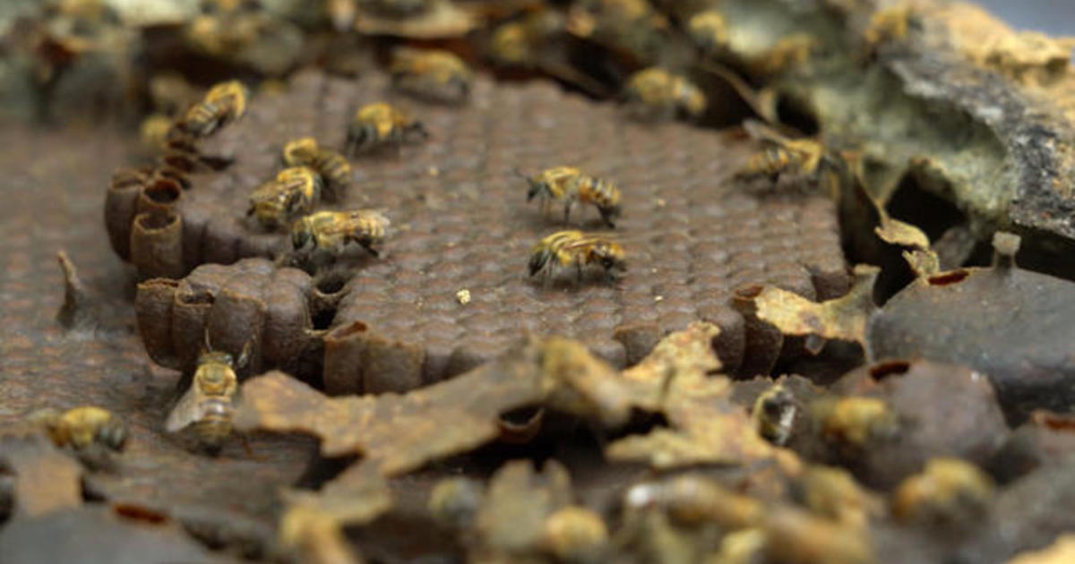 Stingless bees’ lead conservation efforts in the Amazon rainforest