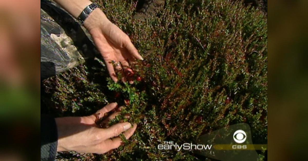 “Mornings Memory”: Harvesting cranberries in a cranberry bog