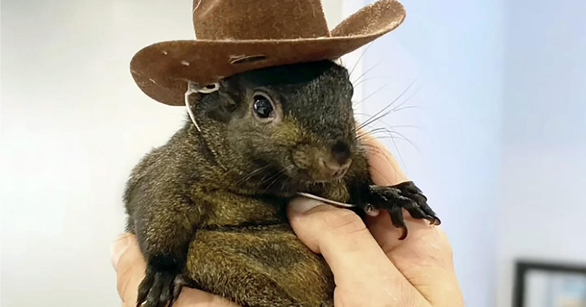 Social media star Peanut the squirrel tests negative for rabies after being euthanized, official says