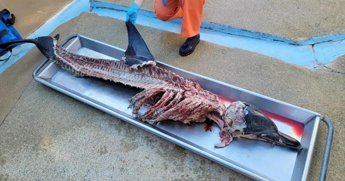 Butchered remains of dolphin with its organs removed found on New Jersey beach