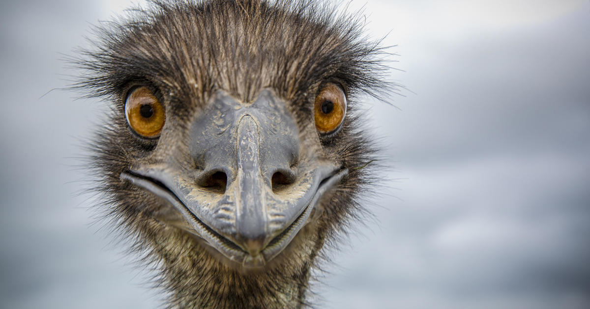 “Feral and not trained” emus Thelma and Louise on the loose in South Carolina as state’s monkey search continues