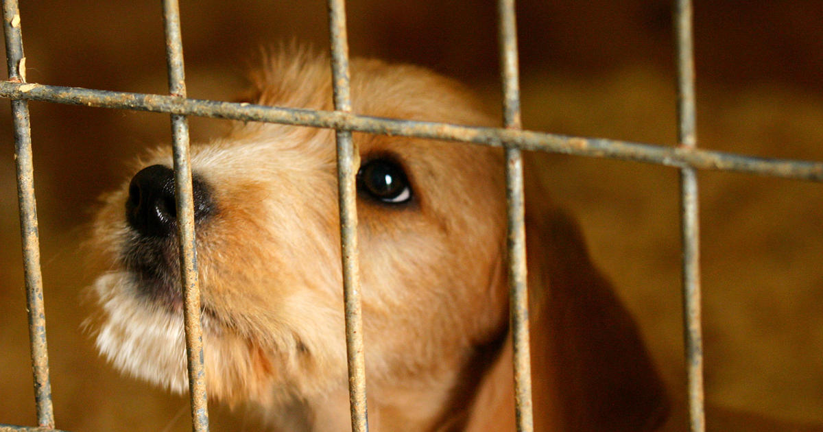 Thinking of getting a dog? Here’s how to avoid falling for a puppy scam