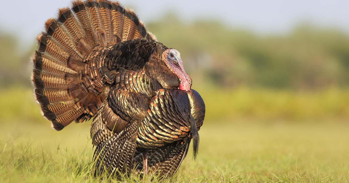 Why do we eat turkey on Thanksgiving? The history of the holiday’s traditional foods