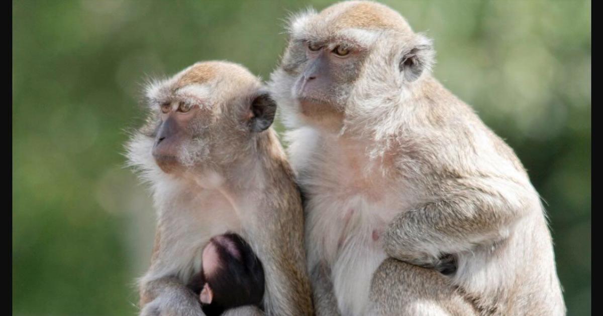 40 monkeys escape South Carolina research facility; police warn residents to secure doors and windows