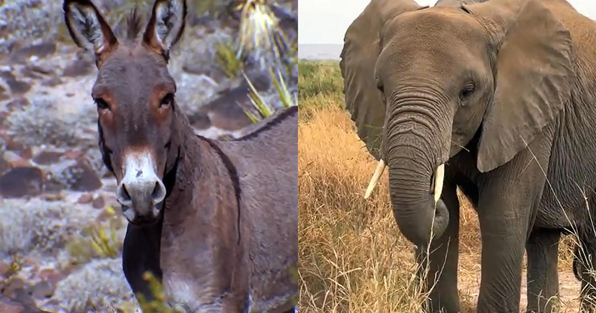 Nature: Donkeys and elephants – CBS News