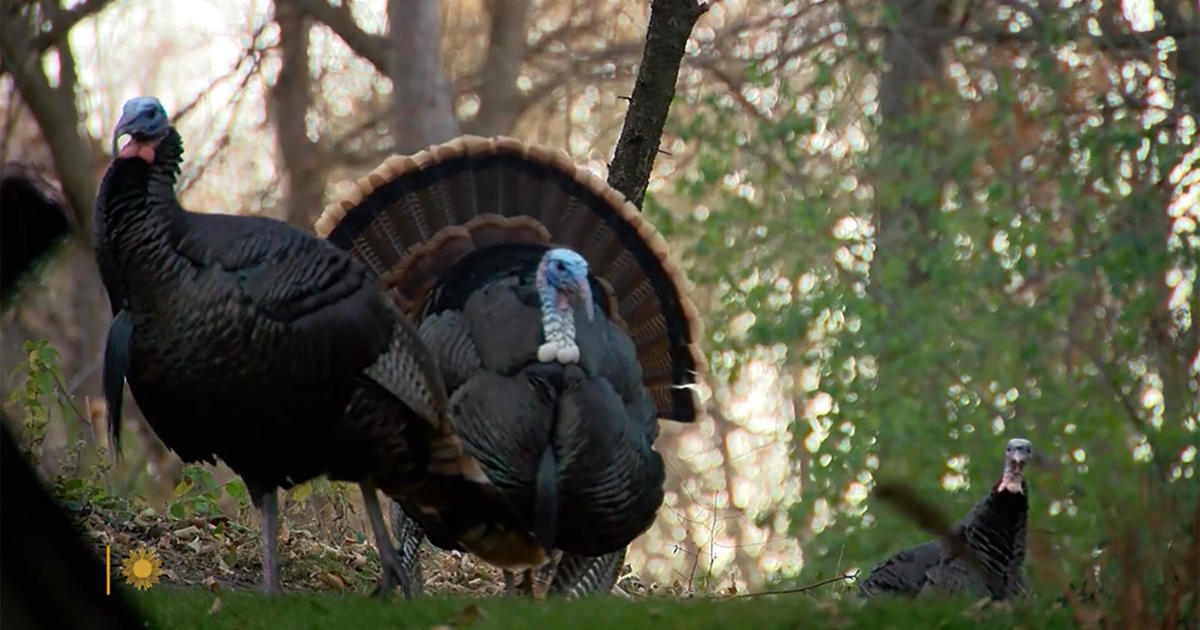 NATURE: Turkeys in South Dakota