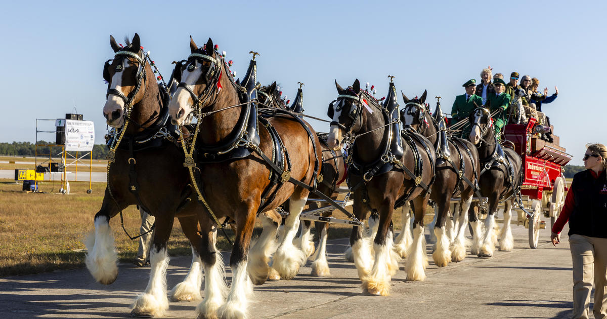 How the iconic Budweiser Clydesdales help honor veterans and military families