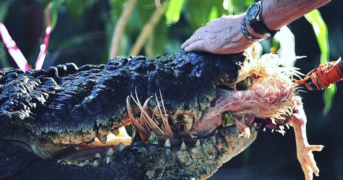 World’s largest crocodile in captivity, Cassius, died in Australia at a wildlife sanctuary